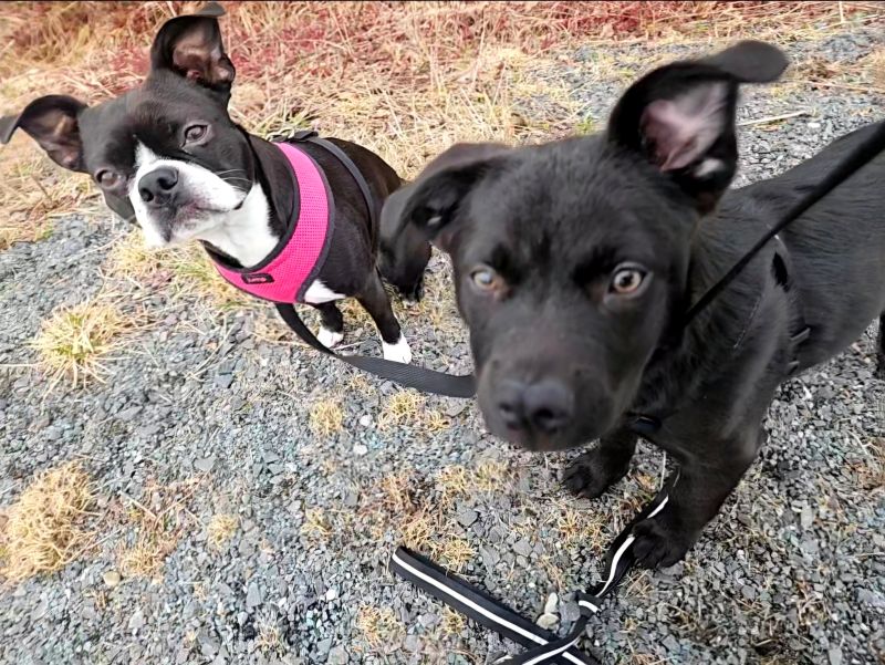 two small black dogs look at the camera. One wears a pink harness.