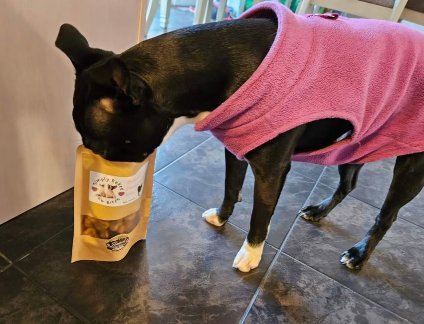 a black dog with white front paws wearing a pink fleece sweater sticks her nose into a bag of treats