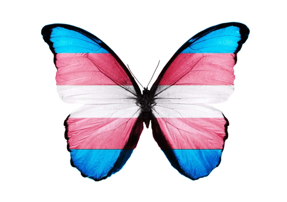 A butterfly with trans flag colors across the wings